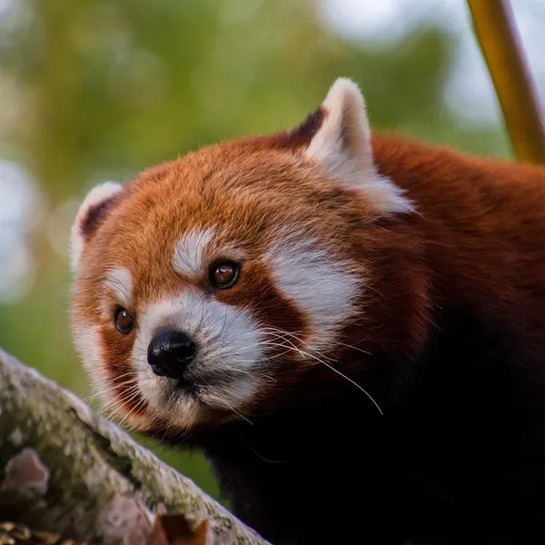 bamboo_PW340_03