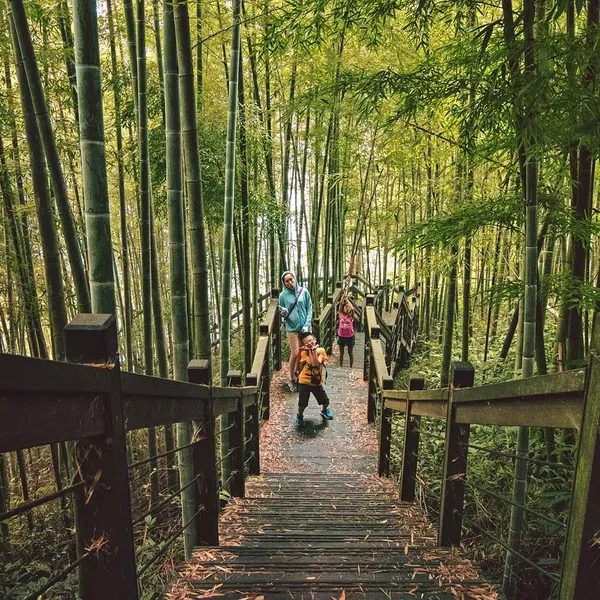 bamboo_PW370_01