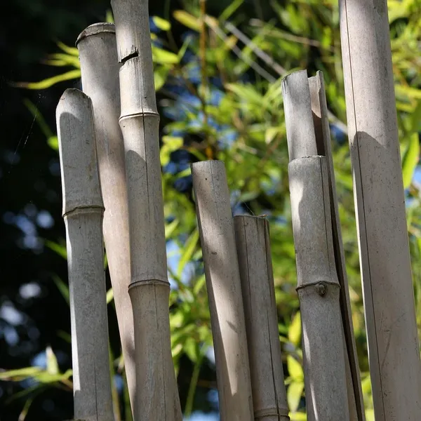 bamboo_PW210_03
