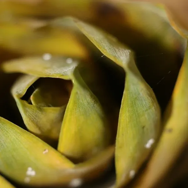 bamboo_PW110_04