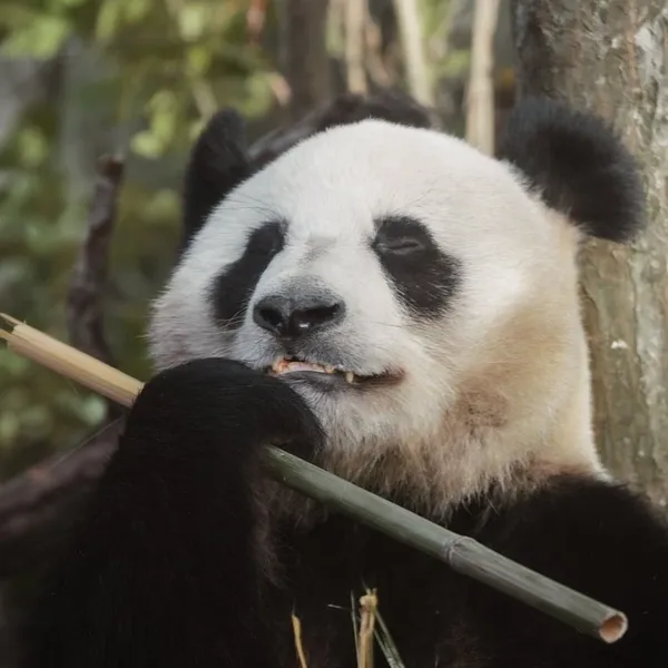 bamboo_PW310_02