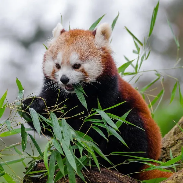 bamboo_PW110_05