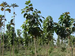 alveolare teak
