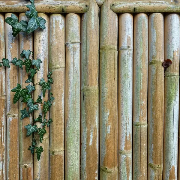 bamboo_PW380_03