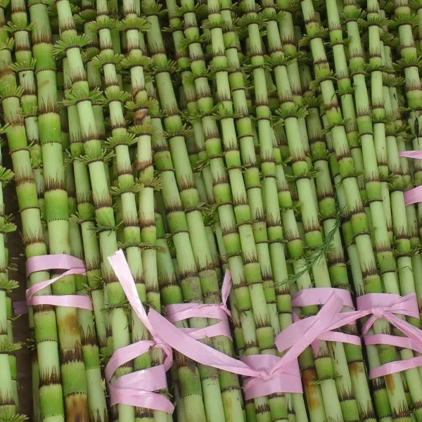 bamboo_PW360_01