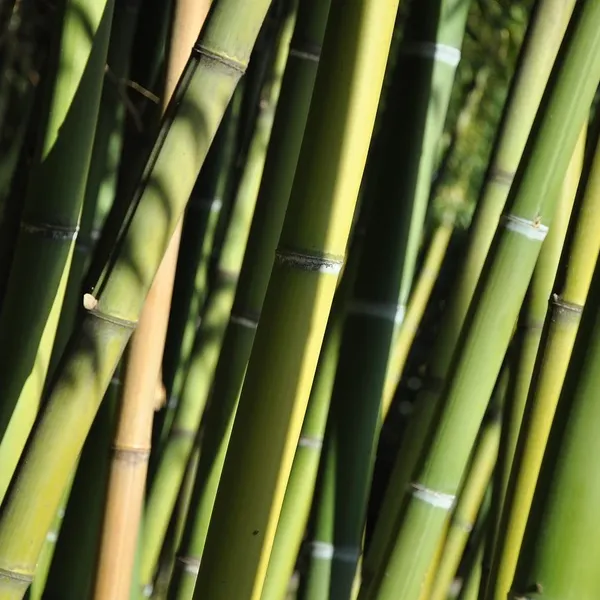 bamboo_PWS310_05