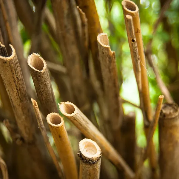 bamboo_PWS310_02
