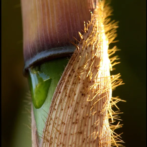 bamboo_PW310_04
