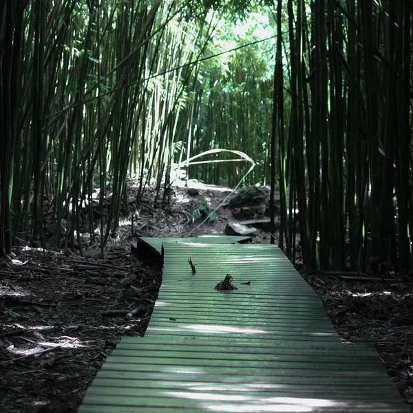 bamboo_PW360_03