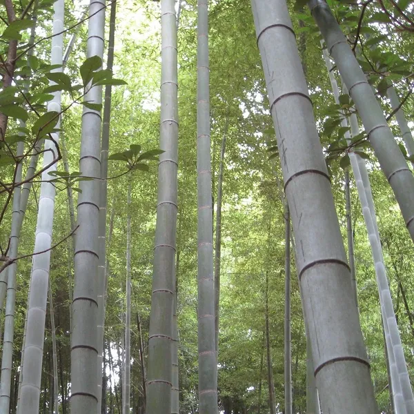 bamboo_pw320_02