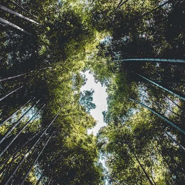 bamboo_PW360_04