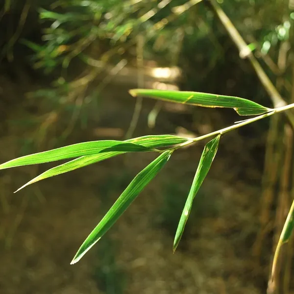 bamboo_PW380_04