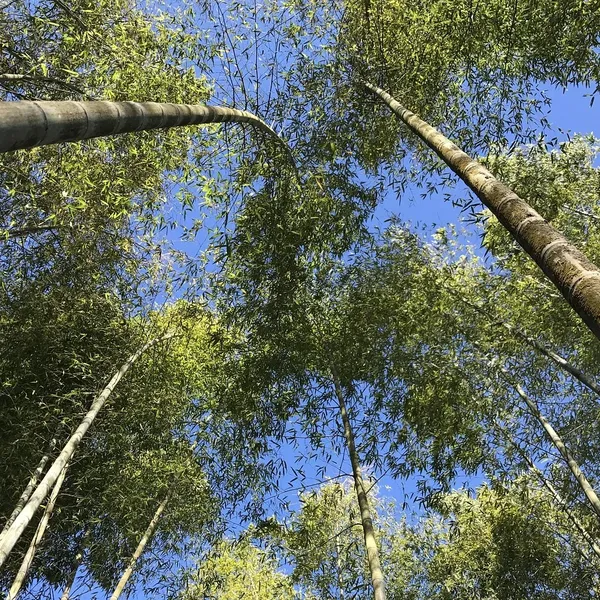 bamboo_PW370_03