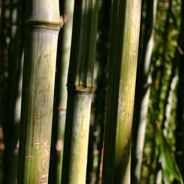 ORIZZONTALE NATURALE