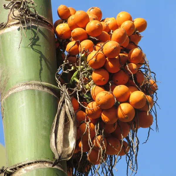bamboo_PW390_02
