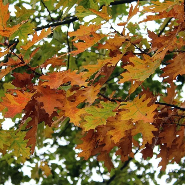 PLANK MM 190 COL. NATURALE COD. PLANK01_2