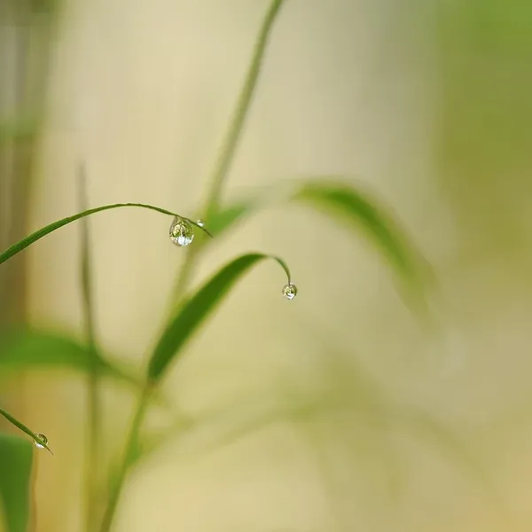 bamboo_PW350_05