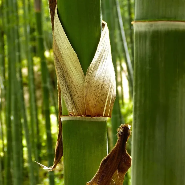 bamboo_PW210_04