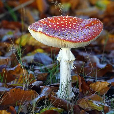 ROSSO ROSSO
