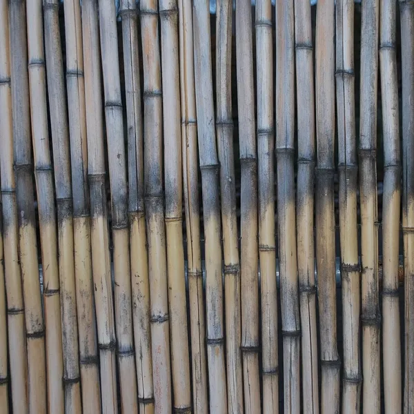 bamboo_PW350_04