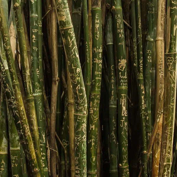 bamboo_PW340_05