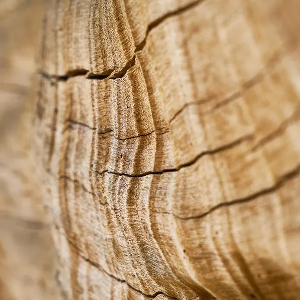 bamboo_PW380_01