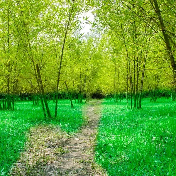bamboo_PW370_05